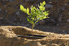 imagen de pequeño olivi trasplantado en tierrasuelta con mangueras de riego